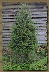 METSÄKUUSI (Picea abies)