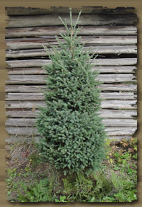 MUSTAKUUSI (Picea mariana)