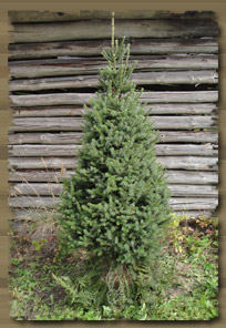 SERBIANKUUSI (Picea omorika)